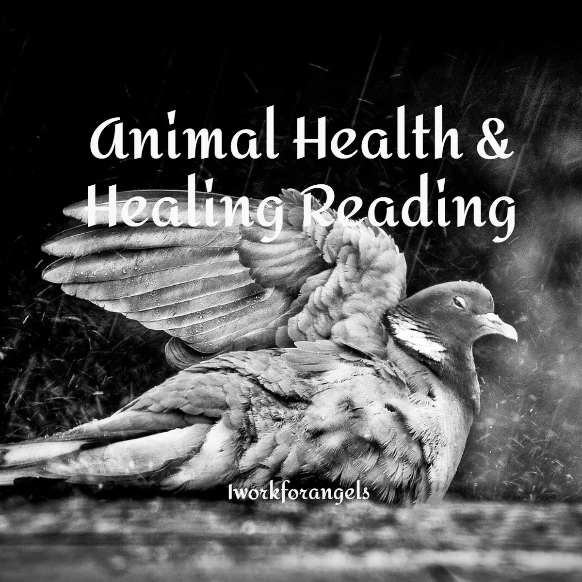 Animal Health & Healing Reading