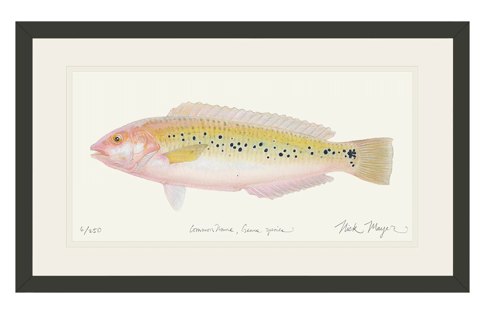 Female Rock Wrasse Print