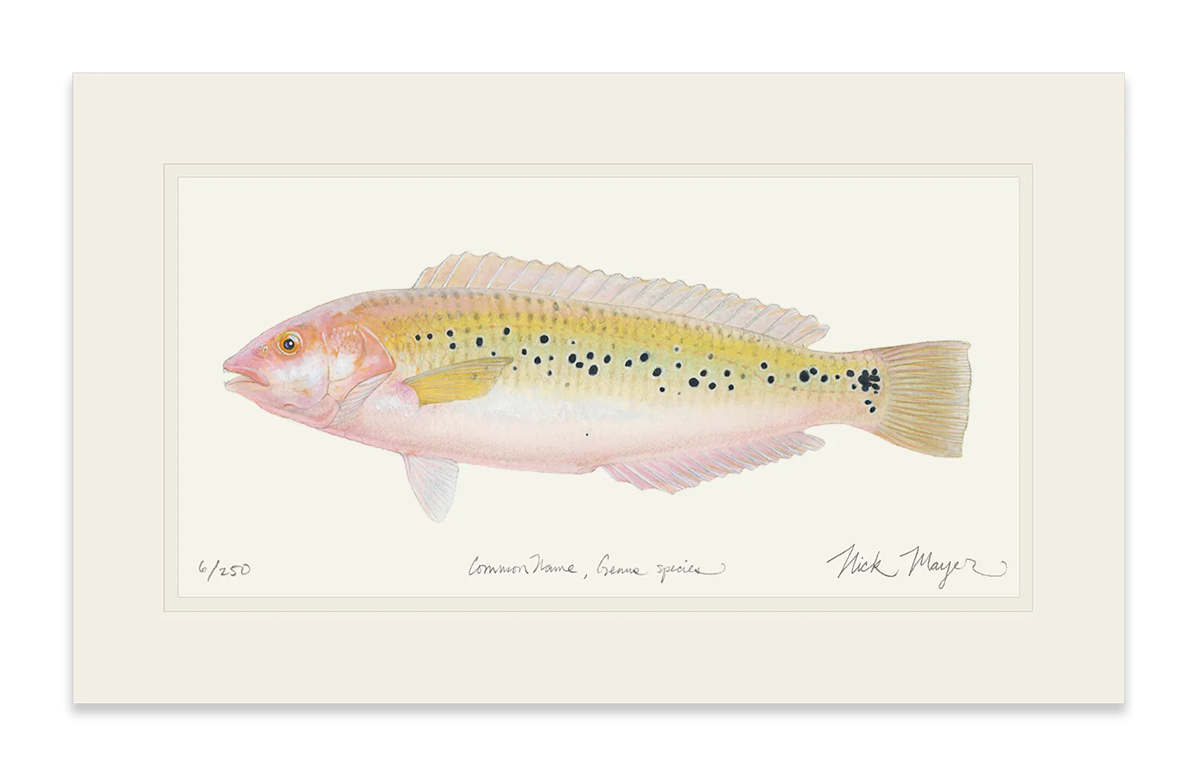 Female Rock Wrasse Print