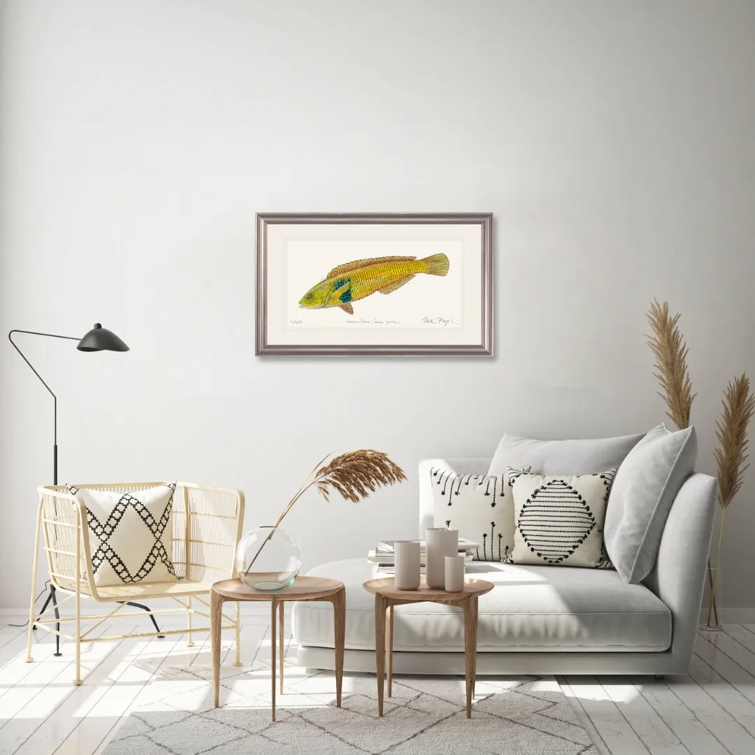 Male Rock Wrasse Print