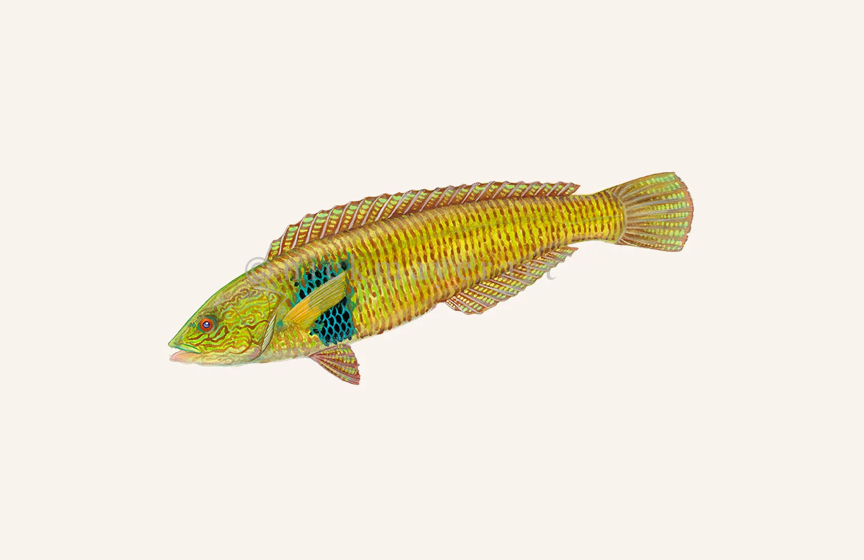 Male Rock Wrasse Print