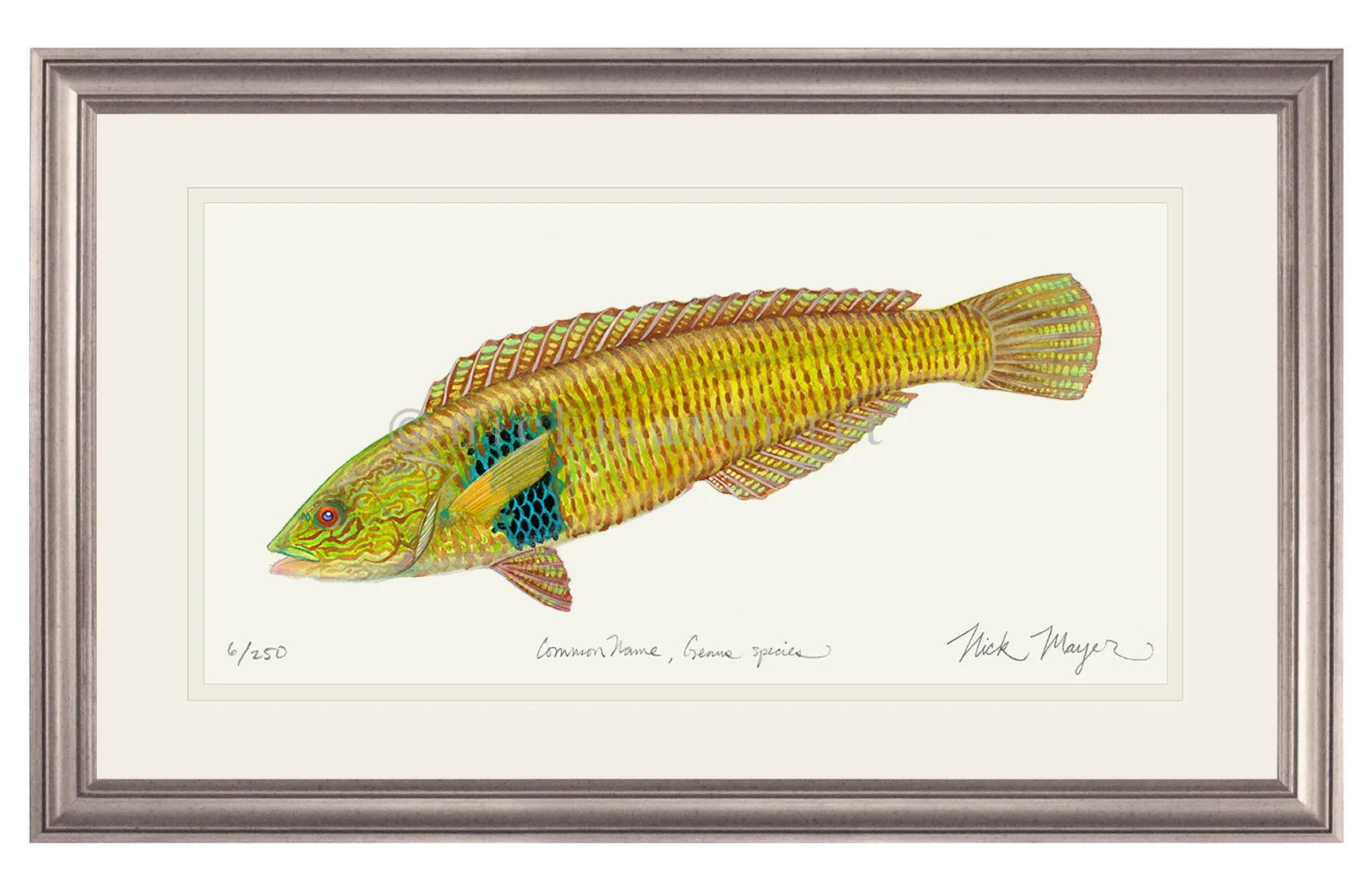 Male Rock Wrasse Print