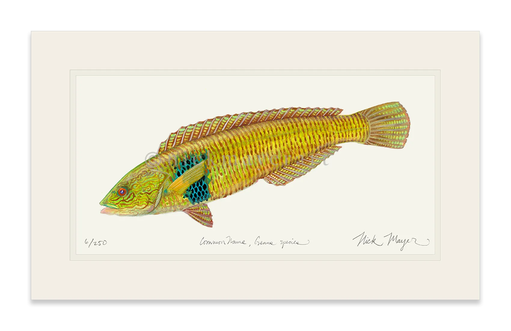 Male Rock Wrasse Print