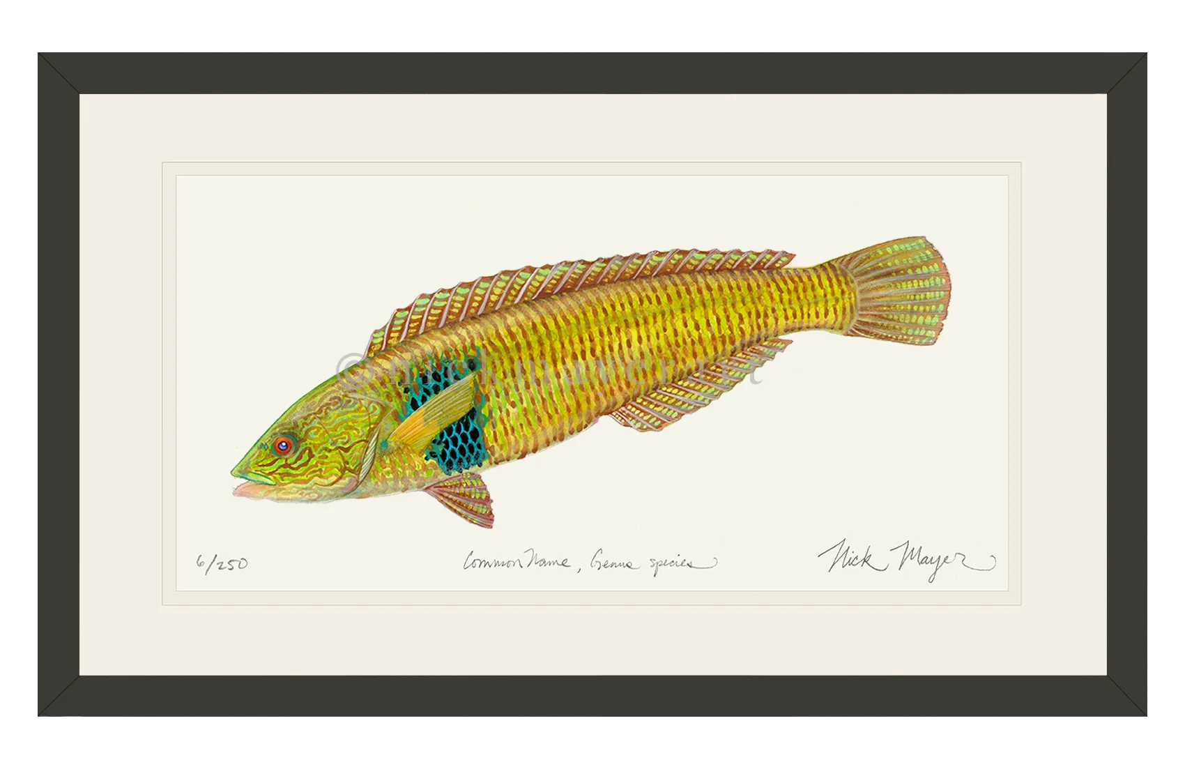 Male Rock Wrasse Print