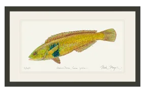 Male Rock Wrasse Print